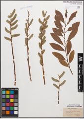 Foto von Salix caprea L. x Salix purpurea L.